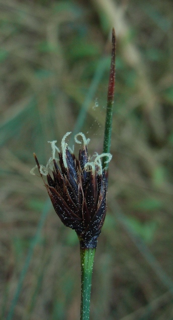 Schoenus nigricans